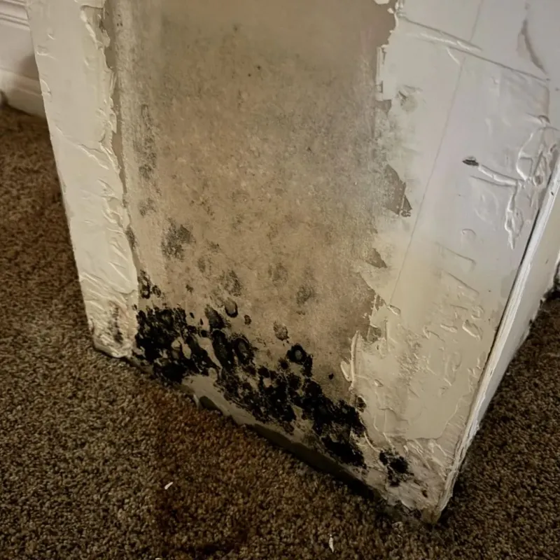 Professional Mold Removal in Brown County, SD